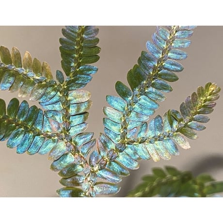 Selaginella sp. from Kapuas hulu Kalimantan barat ①