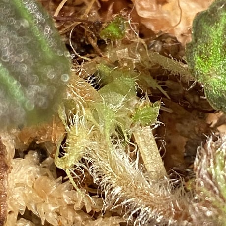Begonia sp . from Sumpur [TK031117]