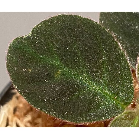 Codonoboea cf. pumila from Padang sumatera [LA1016-01]