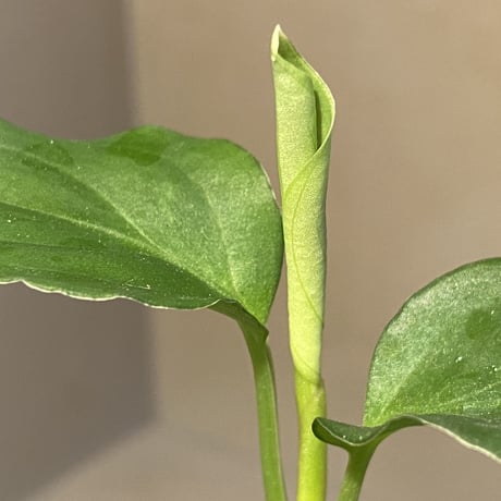 Aglaonema pictum 白モザイク CW1302 西スマトラ [TB]