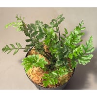 Bolbitis sp. from Aceh sumatera [LA1218-03]