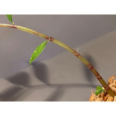 Elatostema sp. from Quezon, Luzon, Philippines