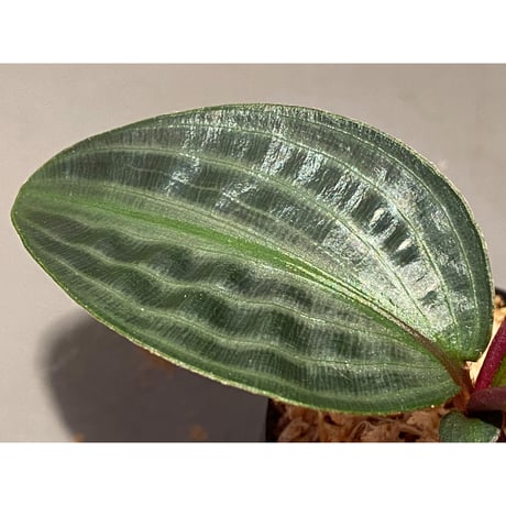 Geogenanthus undatus from Tarapoto Peru [tanakay]