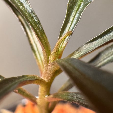 Labisia sp. from Jambi Sumatera