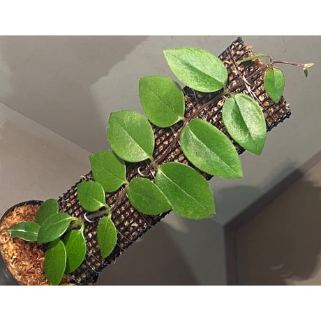 確認　エスキナンサス エスキナンサスの育て方を紹介！剪定時期や注意すべきトラブルも