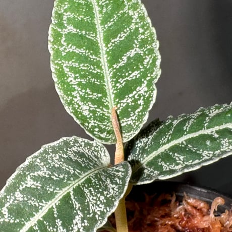 Ardisia sp. from Sumatra barat [TB]