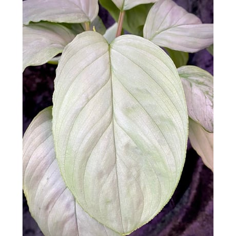 Homalomena sp. "Kayu Lapis" White Kal-barat [TB]