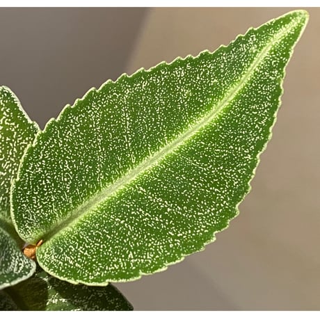 Ardisia sp. from Raub Pahang
