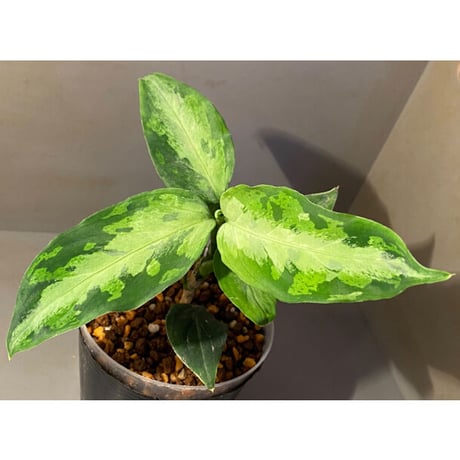 Aglaonema pictum "Eureka Mk-2" DFS from Sumatra barat [AZ0912-1] ①