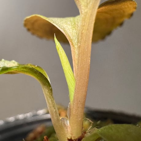 Homalomena sp. "Silver Red" from Peninsular Malaysia [AZ0515-4]