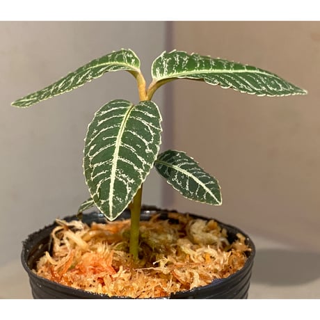 Ardisia sp. from Raub Pahang