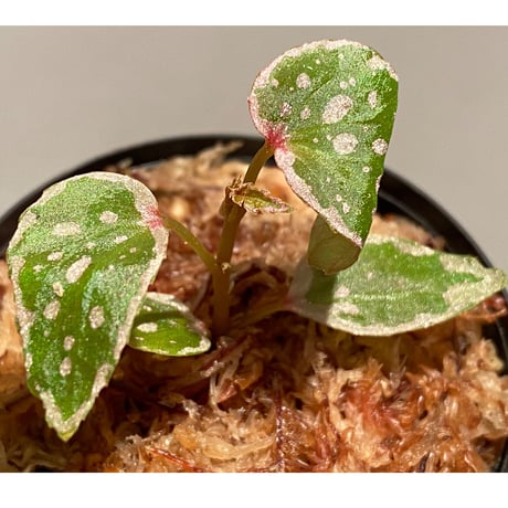 Begonia sp. from Tawau [TK071116-2]