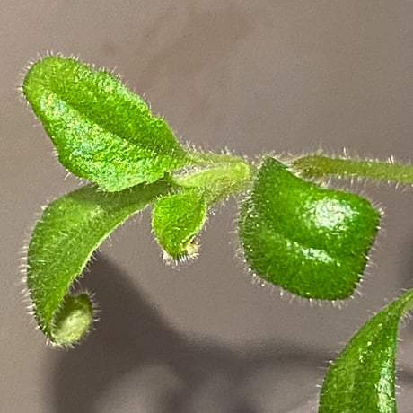 Columnea cf. crassifolia from Colombia [LA0316-03-f1]