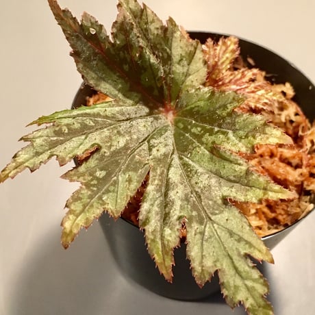 Begonia cv. Jaggy [LA0314-00-f1]
