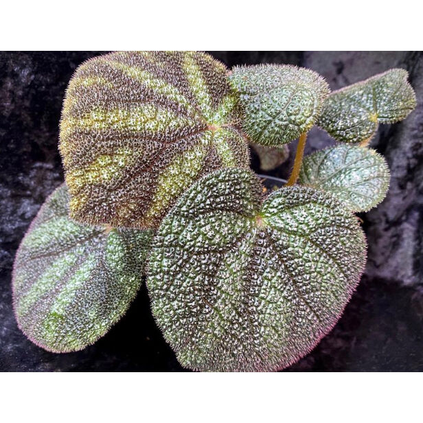 Begonia kui from Viet Nam | M・R・G・R