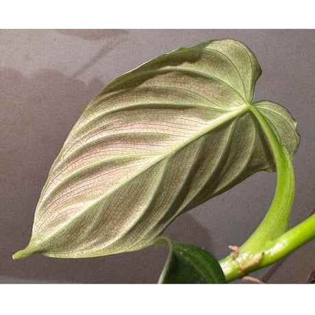 Philodendron triumphan