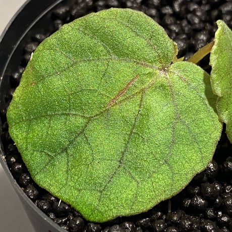 Begonia sinuata