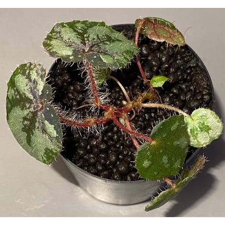 Begonia sp. from Lang Son [YH030519] TK
