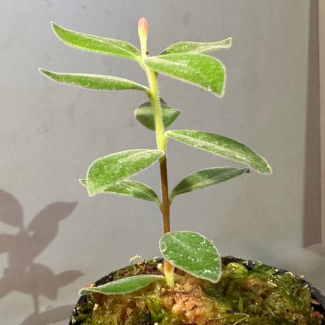 Ceratostema kiatana