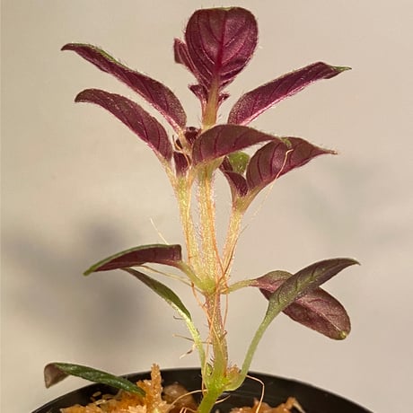 Codonoboea cf. pumila from Padang sumatera [LA1016-01]