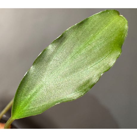 Furtadoa cf. sumatrensis from South Sumatera