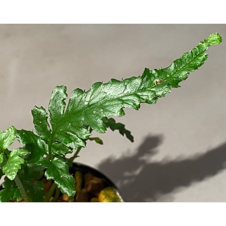 Bolbitis sp. from Siberut [LA]