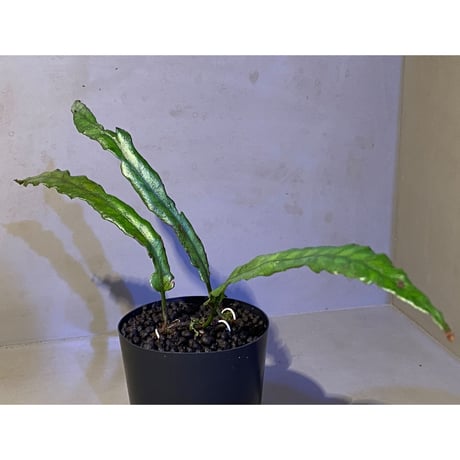 Bolbitis sinuosa from Philippines