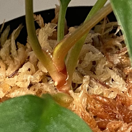 Homalomena sp. from Sumatera Utara [LA0118-02]