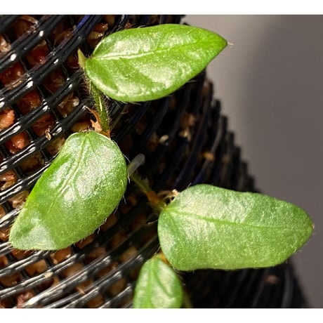 Ficus sp. from Murung raya [LA0515-05]
