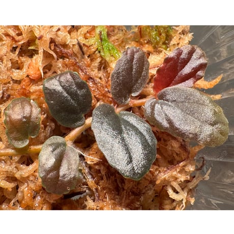 Pellionia sp. from Binh Dinh Vietnam