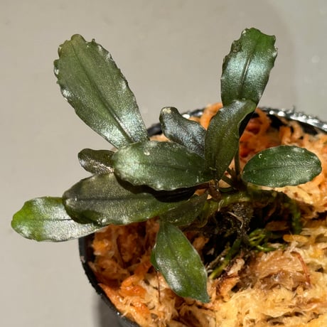 Bucephalandra sp. "Batang kawa" 組織培養水上育成株