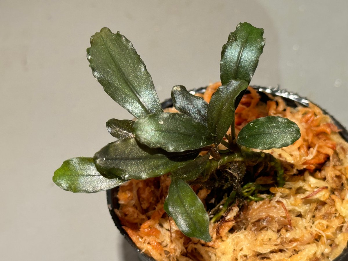 Bucephalandra sp. Bucephalandra sp.