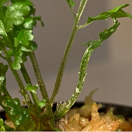 Bolbitis sp. from Kidapawan Mindanao