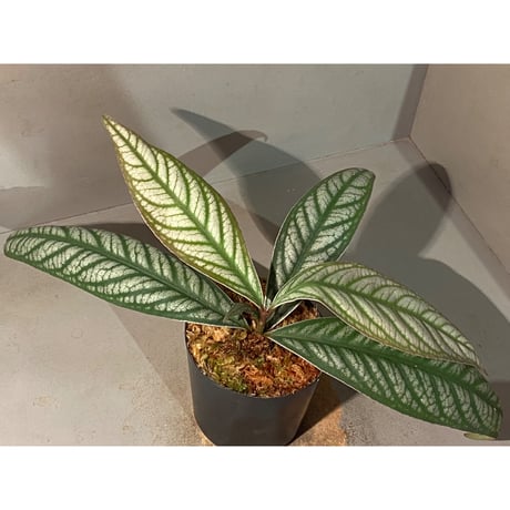 Ardisia sp. from Bukittinggi