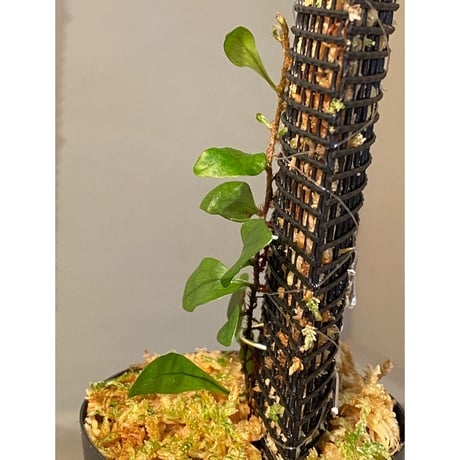 Microsorum sp. "Timika" Papua [TB]