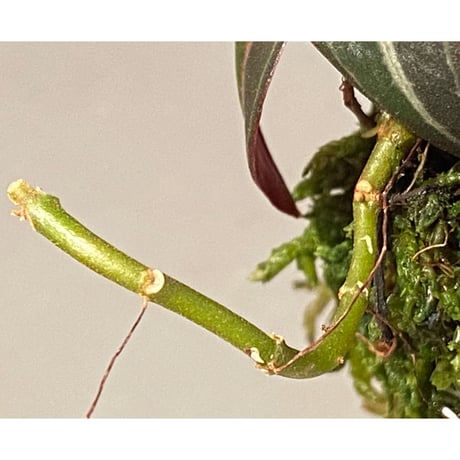 Pachycentria sp. from Selangor