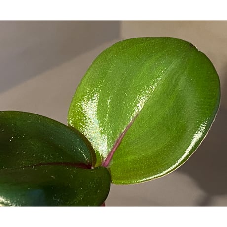 Geogenanthus ciliatus from Ecuador [tanakay]