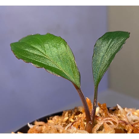 Homalomena sp. "Nanga pinoh" セミビロード Melawi Kal barat [TB]