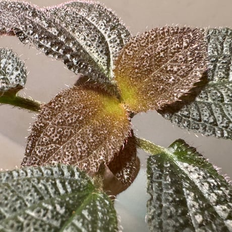 Triolena involucrata "Red" from Ecuador
