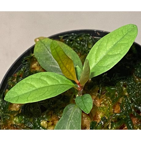 Labisia sp. from "Lebong" Bengkulu [TB]