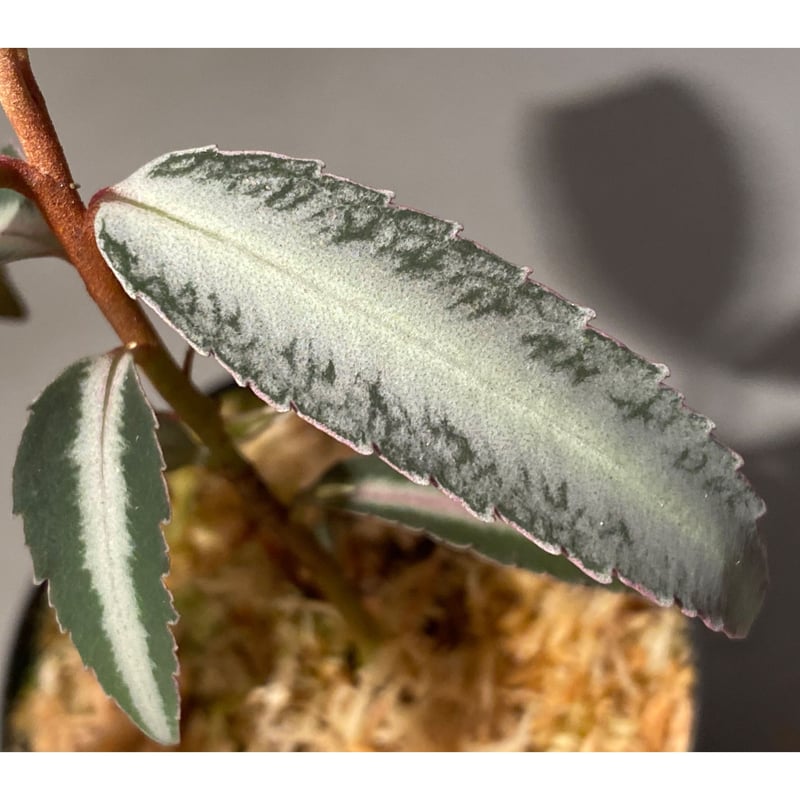 Labisia sp. from Kapuas hulu Kalimantan barat |