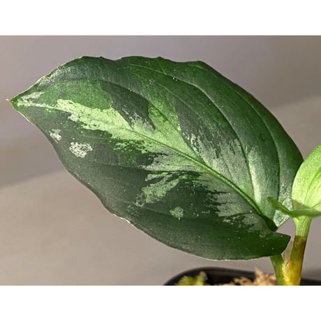 Aglaonema pictum "Blue Nias" from Pulau Nias [AZ0912-3.5]