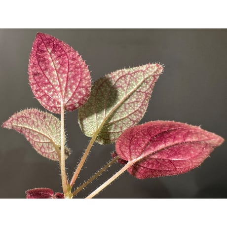 Sonerila sp. from Phitsanulok