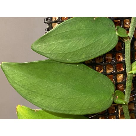 Epipremnum sp. from Chaiyaphum Thailand ②