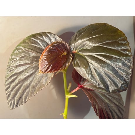 (大株) Begonia sp. from Kapuas hulu ②