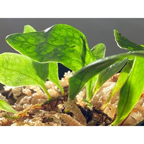 Microsorum sp. "Timika" Papua [TB]