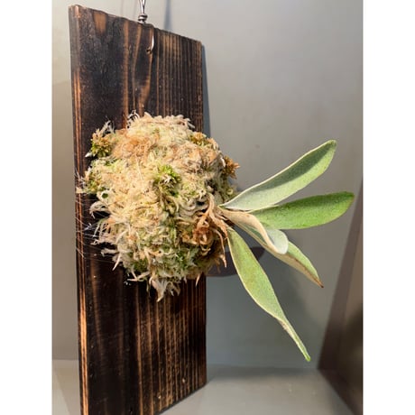 Platycerium veitchii 'Wild' (vp#2)