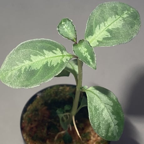 Unknown from Sarawak