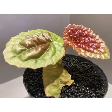 Begonia susaniae