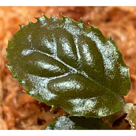 Ardisia sp. from Bengkulu [LA0315-1]